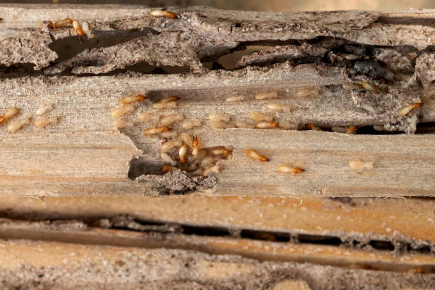Best Residential Pest Control  in Allyn, WA